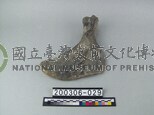 象盆骨
