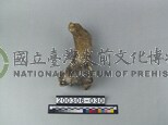 牛肢骨