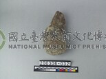 象後肢骨