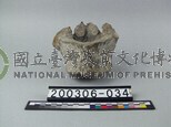 象脊椎骨