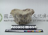 象脊椎骨