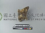 象肢骨