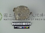 象肢骨