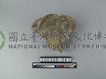 象肢骨