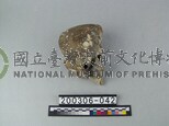 象肢骨