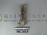 牛肢骨