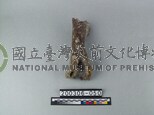 牛肢骨
