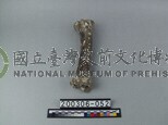 牛肢骨