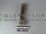 牛肢骨