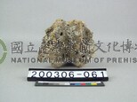 牛脊椎骨