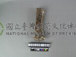 牛肢骨