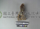 牛肢骨