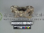 鱷魚脊椎骨