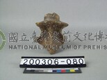 象脊椎骨