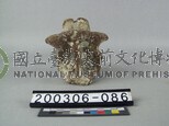 象脊椎骨