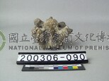 牛脊椎骨