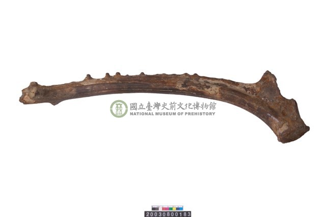 四不像角