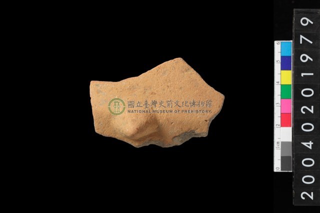 帶鈕折肩
