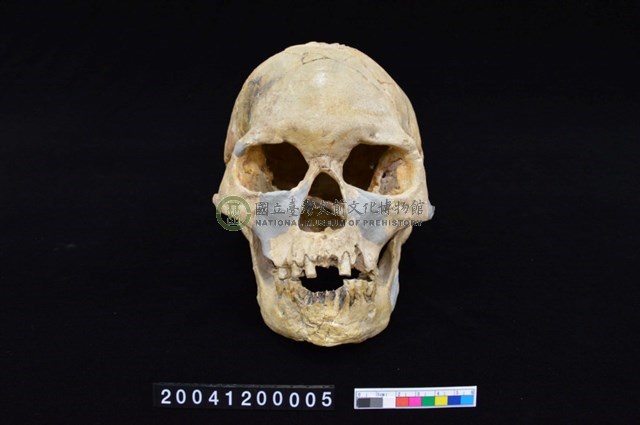 沖繩港川人復原人頭骨(複製品)