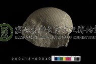 生痕化石
