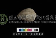 生痕化石