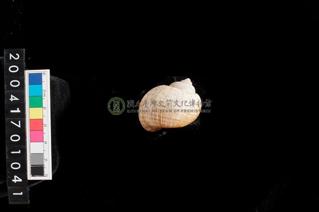 福壽螺