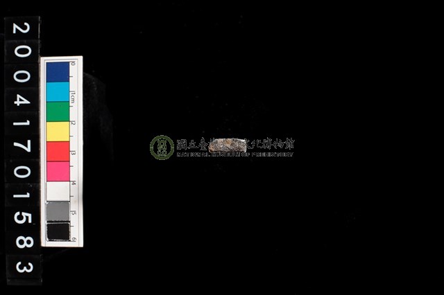 不明獸骨