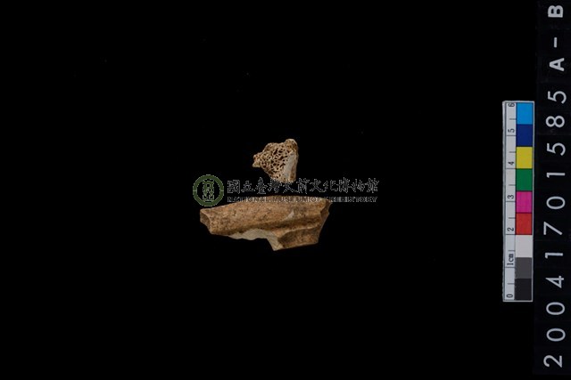 不明獸骨