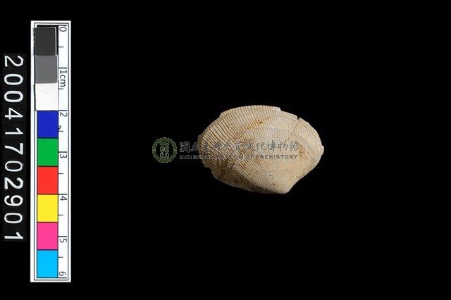 斧蛤或櫻蛤?