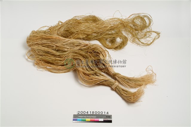 苧麻纖維