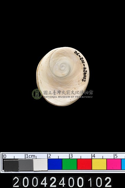 螺蓋