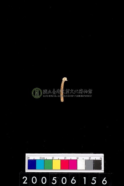 鳥骨?