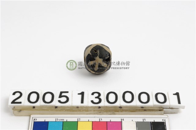 爪哇鳥珠