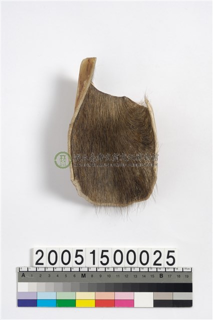 牛皮膠