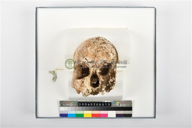成年女性頭骨殘件