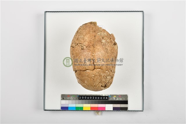 老年男性頭骨殘件