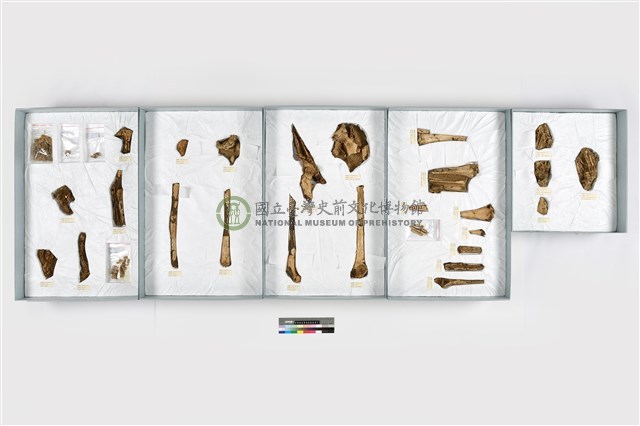 複體葬人骨各部位