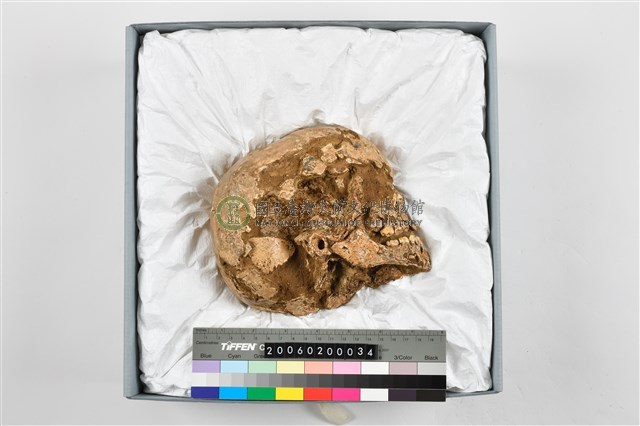 幼兒頭骨殘件