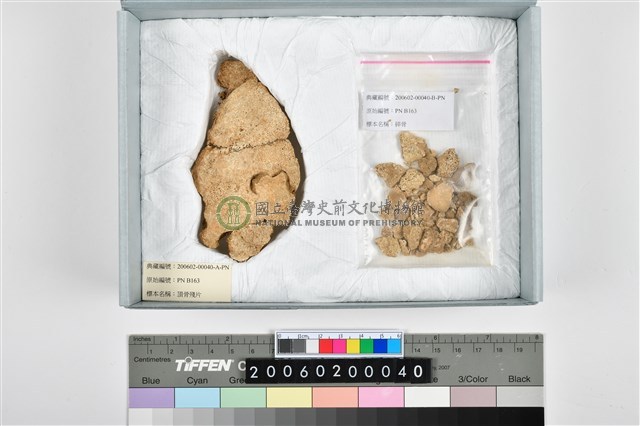 人頭骨頂骨殘片