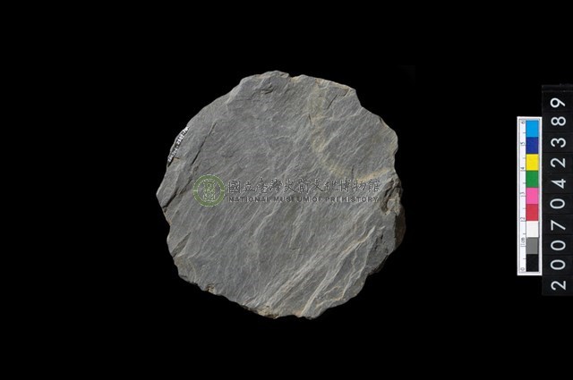 石環製作材料-打製圓形石板