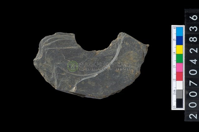 石環製作材料-中央帶啄孔與旋截痕打製圓板殘件