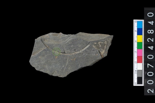 石環製作材料-中央帶啄孔與旋截痕打製圓板殘件