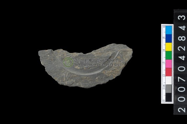 石環製作材料-中央帶啄孔與旋截痕打製圓板殘件