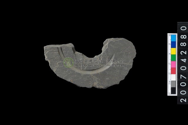 石環製作材料-中央帶啄孔與旋截痕打製圓板殘件