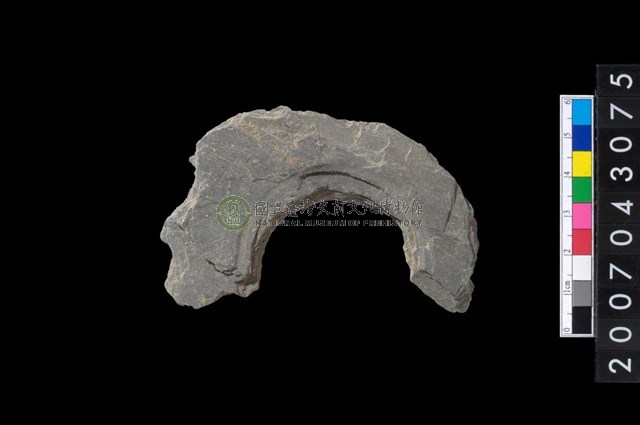 石環製作材料-中央帶啄孔與旋截痕打製圓板