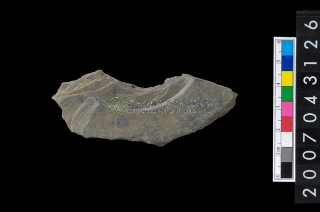 石環製作材料-中央帶啄孔與旋截痕打製圓板殘件