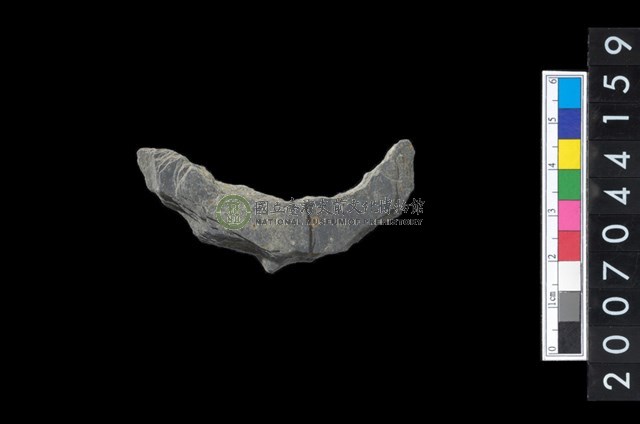 石環製作材料－周緣修整石環粗胚