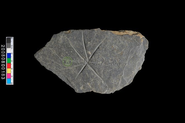 帶磨鋸痕板岩片