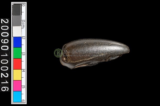 不明動物牙齒化石