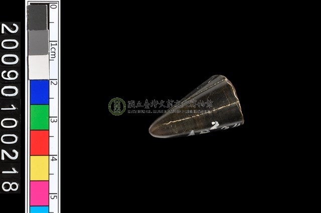 不明動物牙齒化石